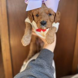 Winnie - Red  female Goldendoodle puppy in New Harmony, Indiana from Cottonwood Farms