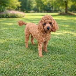 Remi - Poodle