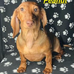 Peanut - Dapple female Dachshund puppy in Saint Albans, Maine from Australian Cattle Cuties and littles