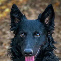 Mudis from Ewenique Kennels