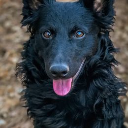 Mudis from Ewenique Kennels