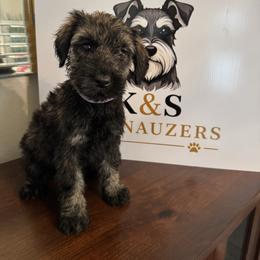 Pink Female - Black female Giant Schnauzer puppy in Pearland, Texas from K & S Schnauzers