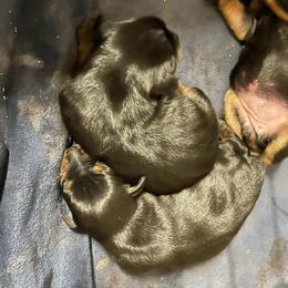 Porter - Black and rust male Miniature Pinscher puppy in Lancaster, Missouri from White Stone Ranch