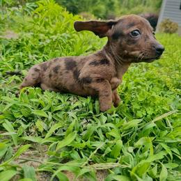Aurora - Dapple female Dachshund puppy in Augusta, Georgia from Cherokee Hill Dachshunds