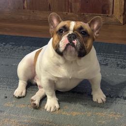 Boomer - French Bulldog