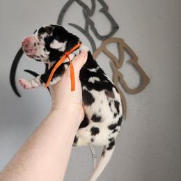 Orange Collar - Harlequin male Great Dane puppy in Alton, Illinois from Show Me Great Danes and Basset Hounds