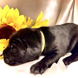 Yellow aka Sonny - Black male Cane Corso puppy in Hillsborough, New Jersey from Central Jersey K9