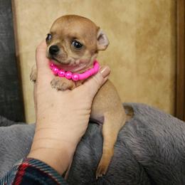 Rosie Posie - Fawn female Chihuahua puppy in Ligonier, Indiana from Country Charm Chihuahuas