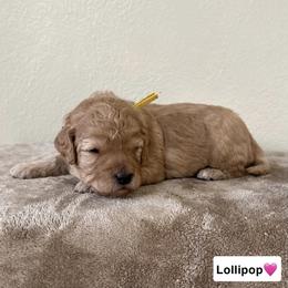 Lollipop - Red  female Goldendoodle puppy in Crothersville, Indiana from Wischmeier’s Doodles