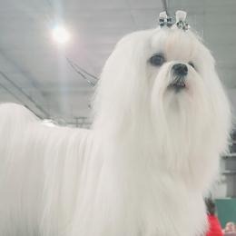 Corbin - Maltese