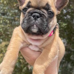 Sweet Bailee - Fawn and white female French Bulldog puppy in Spanaway, Washington from Beloved Frenchies