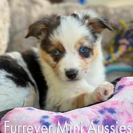 Miniature Australian Shepherd All Grown Up from Furrever.Mini.Aussies.llc