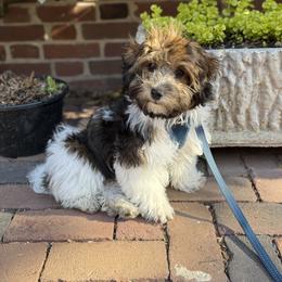 Bernedoodle, Cavapoo, Havanese, and Havapoo Puppies from Lady Paws Puppies - Cassie