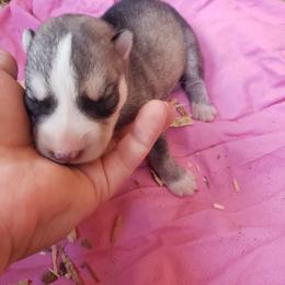 Sweetheart - Gray and white female Siberian Husky puppy in Mccool Junction, Nebraska from Sininger Lagoon