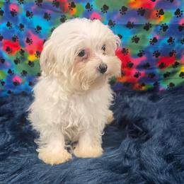 Klaus - White male Maltipoo puppy in Neosho, Missouri from Star Light Pups