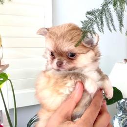 Mini Doll. Price 9980 - Chocolate and tan female Chihuahua puppy in Santa Rosa Beach, Florida from Eva's Chihuahua