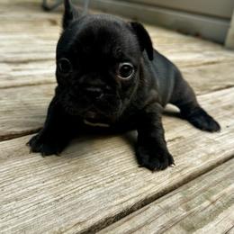 Mary - Brindle and white female French Bulldog puppy in Greenfield, Missouri from Hope Mountain French Bulldogs
