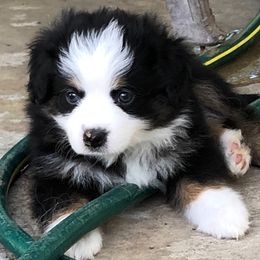 ""Bo"  So lovable Black Tri Boy" Miniature American Shepherd and Miniature Australian Shepherd Puppies from Double M Ranch Mini Aussies