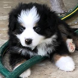 ""Bo"  So lovable Black Tri Boy" Miniature American Shepherd and Miniature Australian Shepherd Puppies from Double M Ranch Mini Aussies