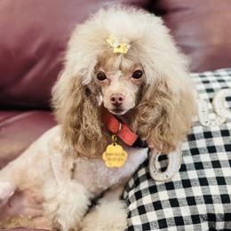 Latte - Poodle