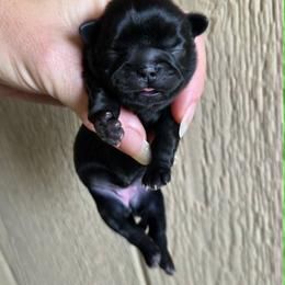 Black girl - Black female Shih Tzu puppy in Vinita, Oklahoma from Locust Creek Shih Tzu & Havanese