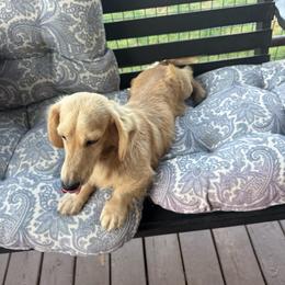 Hunter - Cream male Dachshund puppy in West Cleo, Oklahoma from 4L Doxies