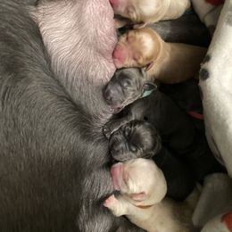 Dilute Retriever Puppies from Wicked Pines Retrievers