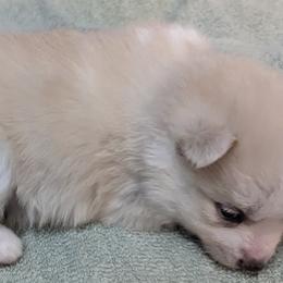 Lexus "Lexie" - Pomsky puppy in Allen, Texas from Arctic Cream Fluff Pomsky