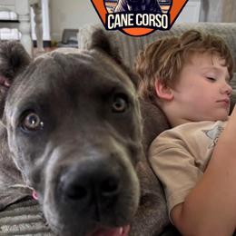 Cane Corso All Grown Up from 948 Cane Corso