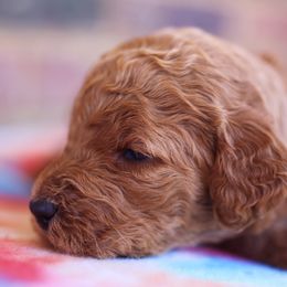 Poodle Puppies from Moss’ Poodles