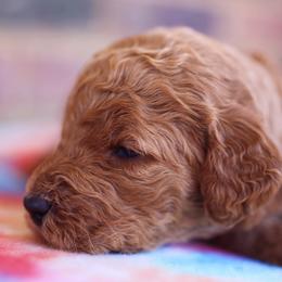 Poodle Puppies from Moss’ Poodles