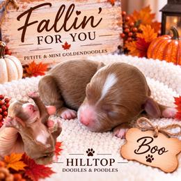 Boo - Red  female Goldendoodle puppy in Cannon County, Tennessee from Hilltop Doodles and Poodles