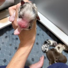Kiefer - Blue merle male Miniature Australian Shepherd puppy in Lacombe, Louisiana from Indigo River Aussies