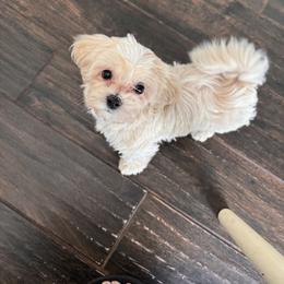 Maltipoo Puppies from Pepper Patch Puppies