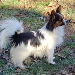 Tika - Papillon