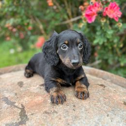 Sadie - Brindle female Dachshund puppy in Hawley, Texas from Foxy’s Dachshunds & Toy Aussies