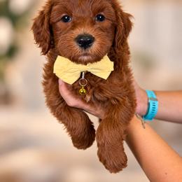 Pumpkin - Red  male Goldendoodle puppy in Norcross, Georgia from Teddy Puppies