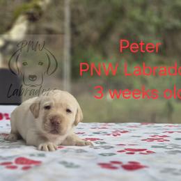 Peter - Yellow male Labrador Retriever puppy in Rogue River, Oregon from PNW Labradors