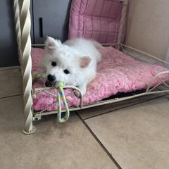 American Eskimo Dog Puppies from Bella's American Eskimos