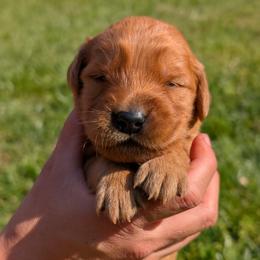 Girl 3 - female Golden Retriever puppy in Midland, North Carolina from Alger Farm, LLC
