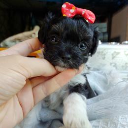 Companion Cross, Havanese, Mal-Shi, Maltese, Maltipoo, Morkie, and Shih Tzu Puppies from Seeking Shalom Acres Maltese, Maltipoos & Havamalts
