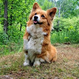 Cleo - Pembroke Welsh Corgi