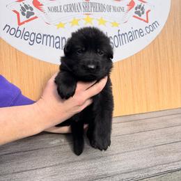 Black male 4th pick - Black male German Shepherd puppy in Hollis Center, Maine from Noble German Shepherds of Maine