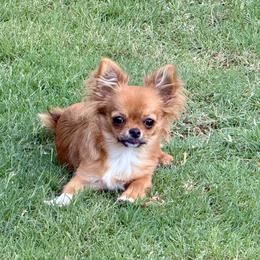 Ruby - Chihuahua