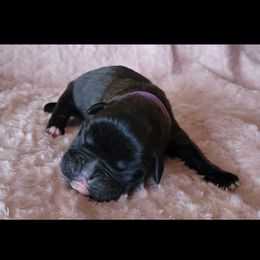 Boxer and Shih Tzu Puppies from L&L European Boxers and Shih Tzus