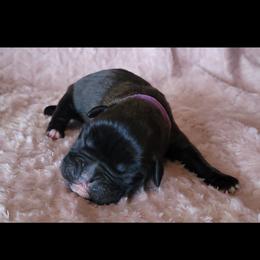 Boxer and Shih Tzu Puppies from L&L European Boxers and Shih Tzus