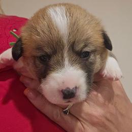 Boy 2 Brutus - Red male Pembroke Welsh Corgi puppy in Corvallis, Montana from Montana Corgi Corral