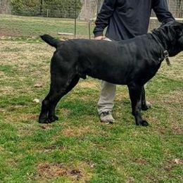 Cane Corso from Cani Diavolo's Cane Corso