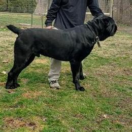 Cane Corso from Cani Diavolo's Cane Corso