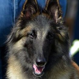 Eva - Belgian Tervuren